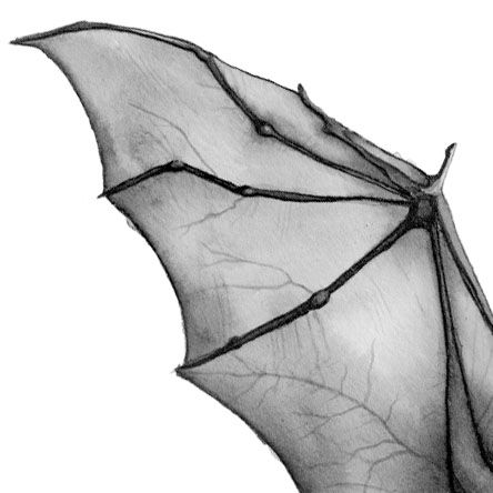 Mazzy Star, Bat Wing, The Wings, White Aesthetic, A Drawing, Bat Wings, Black Aesthetic, Dark Aesthetic, Photo Dump