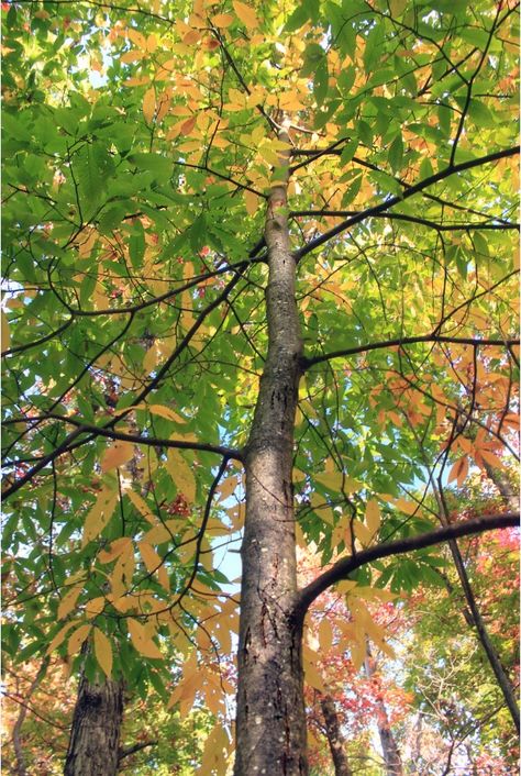 The American Chestnut: Extinct or Returning? | LEAF | Local Enhancement & Appreciation of Forests Viking Painting, Michigan Trees, Chestnut Tree, American Chestnut, Wood Trees, Eastern Canada, Chestnut Trees, Native Garden, Hard Wood