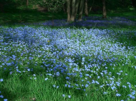 Pretty Broken Dreams, Plants Are Friends, Theme Nature, English Country Gardens, Samos, Country Gardening, Forget Me Not, Pretty Places, Love Flowers