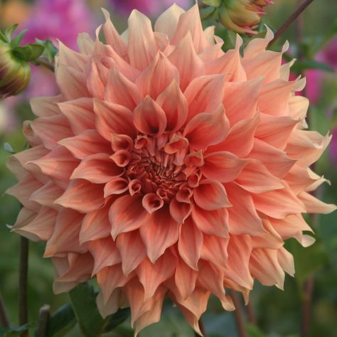 Dahlia Farm, Dahlia Care, Orange Dahlia, Summer Plants, Dahlia Flower, Types Of Flowers, Flowers Nature, Belleza Natural, Ikebana