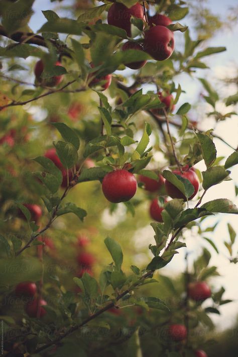 Apple Orchard Photography, Tree Textures, Autumn Bride, Fall Photography, Apple Trees, Apple Orchard, 100 Followers, Photo Tree, Apple Tree