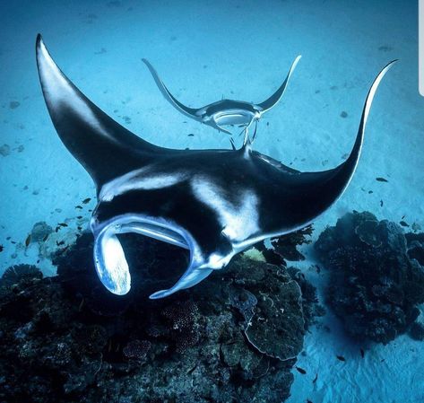 Sea Pancake, Giant Manta, National Geographic Animals, National Geographic Photography, Underwater Scenes, Sea Underwater, Manta Rays, Whale Sharks, Leagues Under The Sea