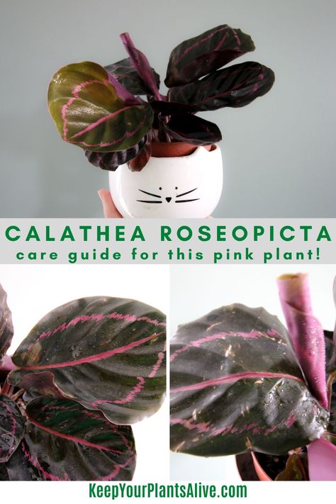 Everything you need to know about watering, soil, and general care tips for a Calathea roseopicta! Calathea Plant Care, Calathea Roseopicta, Plant Care Guide, Calathea Plant, Plant Care Houseplant, Pink Plant, Plant Painting, All About Plants, Care Tips