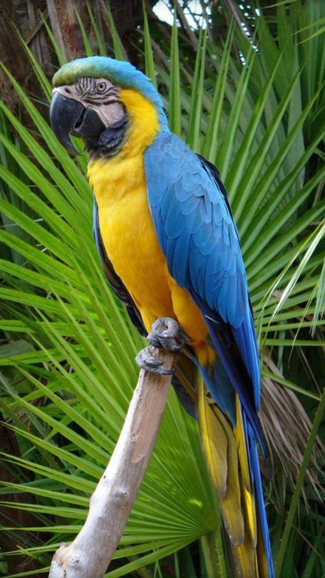 Parrot Macaw Art, Yellow Parrot, Blue Gold Macaw, Parrot Painting, Animal Jungle, Parrots Art, Never A Dull Moment, Funny Parrots, Hanuman Pics