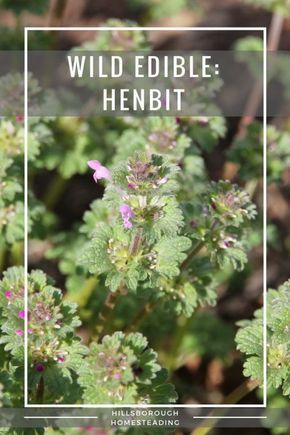 Wild Foraging, Wild Food Foraging, Foraging Recipes, Medicinal Herbs Garden, Edible Wild Plants, Foraged Food, Healing Plants, Wild Edibles, Survival Food