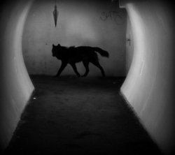 . Black Shuck, Shadow Wolf, Werewolf Aesthetic, Hermann Hesse, Bad Wolf, A Wolf, Black Wolf, Wolf Art, Sirius Black