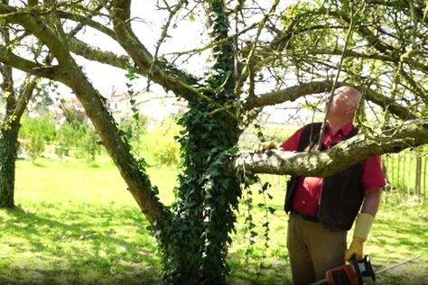 Les bons gestes de taille et d'entretien d'un vieux pommier pour éviter les maladies et parasites et avoir de belles récoltes. Permaculture, Vegetable Garden, Agriculture, Fruit