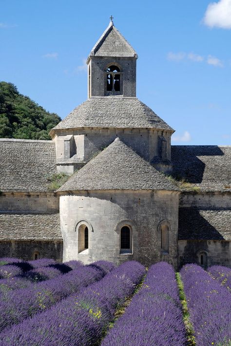 Sénanque, Gordes, Village de Bories et retour à Sénanque par les Gorges de la Sénancole - par Provence-Guide.net Cypress Oil, Ground Effects, Patchouli Oil, Bergamot Oil, Patchouli Essential Oil, Essential Oil Benefits, Room Smells, Cypress Trees, Essential Oil Uses