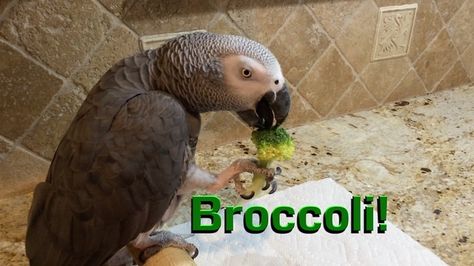 Einstein asks for a piece of broccoli and then proceeds to delicately eat it. His pronunciation is so clear! Einstein Parrot, Timneh African Grey, Congo African Grey, Wildlife Facts, Talking Parrots, Vegetable Snacks, Grey Parrot, African Grey Parrot, Lovely Creatures