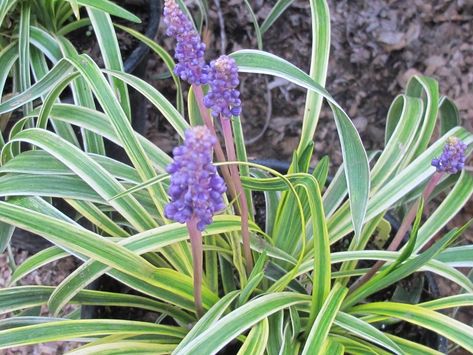 Liriope muscari 'Silvery Sunproof' - Boething Treeland Farms Liriope Muscari, Ground Covers, Summer Special, Shade Plants, Water Flowers, Ground Cover, Drought Tolerant, Types Of Plants, Flower Beds