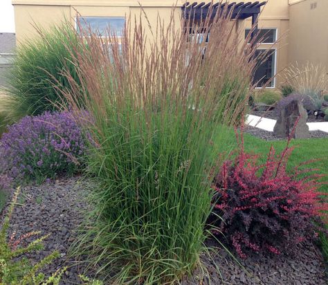 Ornamental Grasses: Update Your Curb Appeal with Just One Plant | The Garden Glove Chicken Permaculture, Karl Forester, Short Ornamental Grasses, Grass Landscape, Ornamental Grass, Fountain Grass, Grasses Landscaping, Front Landscaping, Grasses Garden