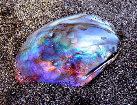 Abalone shell. Although I admire its beauty I discourage you to buy it since it comes from an animal and the market for it is so big that they probably hurt the little creatures inside of it. What do you think? Foto Macro, Ocean Treasures, She Sells Seashells, Shell Art, Rocks And Gems, Ocean Life, Gems And Minerals, Abalone Shell, Crystals Minerals