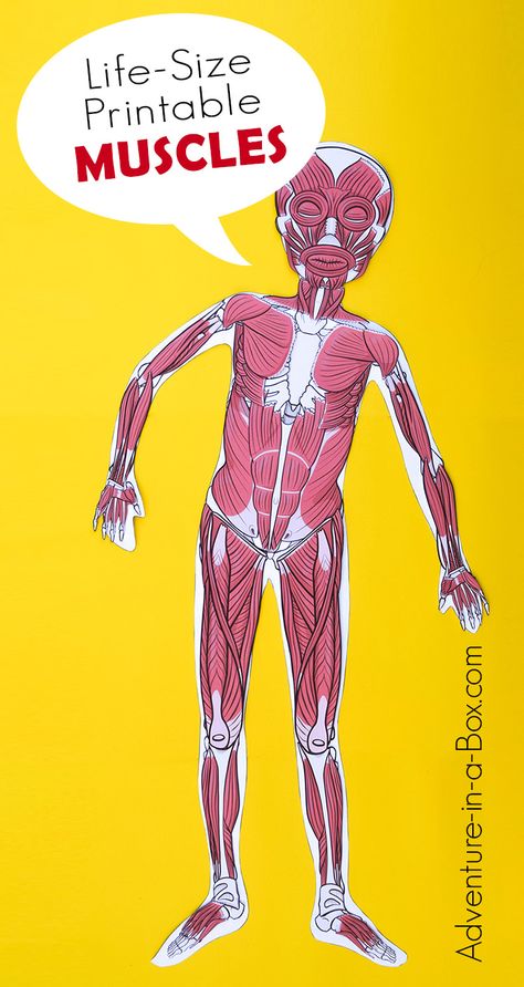 Life-Size Printable Muscular System for Kids Life Size Human Body Printables, Muscular System Model, Muscle Activities For Kids, Muscular System Project, Muscular System For Kids, Muscular System Activities, Apologia Anatomy, Human Body Muscles, Muscular System Anatomy