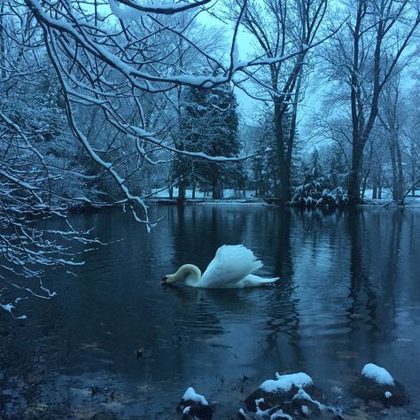 I Love Winter, Brasov, White Swan, Winter Scenery, First Snow, Foto Art, Swan Lake, Winter Aesthetic, Nature Aesthetic