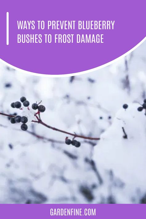 There is a big chance blueberries can survive the cold season. Blueberry plants that are completely dormant during the winter are generally very hardy and How To Protect Blueberry Bushes, Protecting Blueberry Bushes, Blueberry Bush Care, Winterizing Blueberry Bushes, How To Grow A Blueberry Bush From A Blueberry, Low Bush Blueberry, Blueberry Frosting, Fruit Bushes, Canned Blueberries
