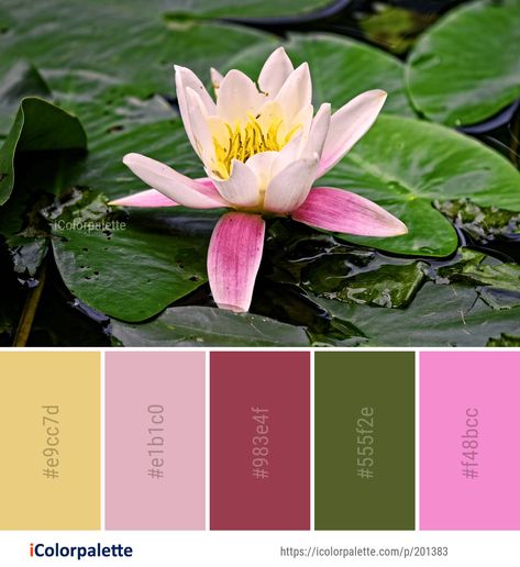 Color Palette ideas from 172 Lotus Images | iColorpalette Hibiscus Color Palette, Tropical Flower Color Palette, Lotus Theme Mood Board, Lotus Colour Palette, Lily Pad Color Palette, Lotus Flower Color Palette, Lotus Flower Colors, Lotus Image, Inspo Wall