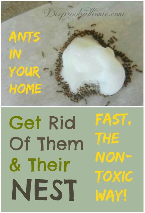 Ant Remedies, Ant Killer Recipe, Homemade Ant Killer, Repellent Diy, Sugar Ants, Ant Spray, Tiny Ants, Ant Repellent, Ants In House