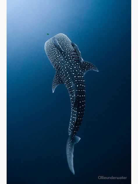 Portrait Aesthetic Painting, Whale Shark Aesthetic, Shark Portrait, Whale Shark Tattoo, Portrait Aesthetic, Shark Painting, Jellyfish Painting, Shark Drawing, Stippling Art