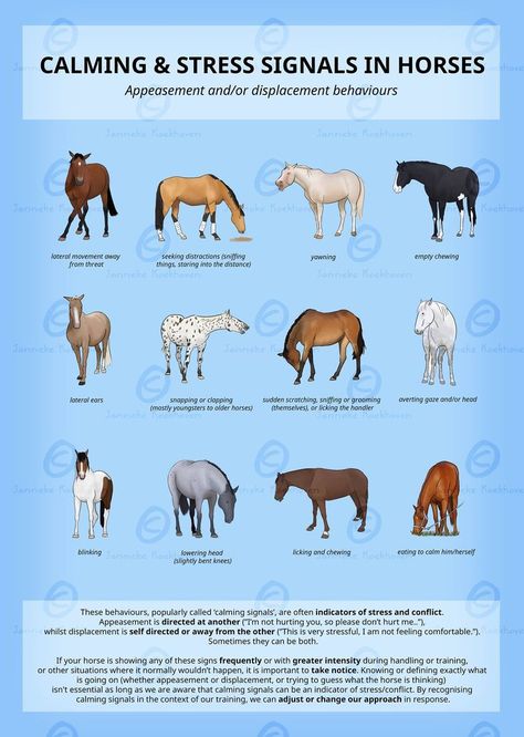 Equine Studies, Horse Education, Western Horsemanship, Horse Behavior, Equine Care, Horse Lessons, Horse Information, Healthy Horses, Diy Horse