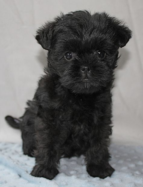 Affenpinscher Affenpinscher Puppy, Affenpinscher Dog, Every Dog Breed, Brussels Griffon, Dog List, Purebred Dogs, Dog Breeder, Fan Fiction, Little Dogs