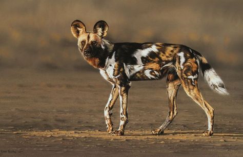 Wildlife art by Leon Fouche Wild Animal Wallpaper, Petit Tattoo, Painting Animals, Foo Dogs, Wild Dog, African Wild Dog, Wildlife Paintings, Pretty Animals, African Wildlife