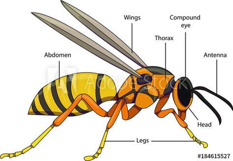 Bug Diagram, Insect Body Parts, Insect Anatomy, Activities For Teens, Drawing Heads, Diagram Design, Animal Crackers, Plant Drawing, Bugs And Insects