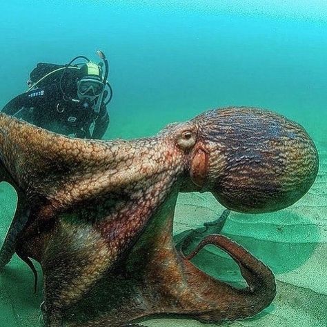 Guys Eyes, Big Octopus, Octopus Animal, Octopus Species, Pacific Octopus, Mind Blowing Pictures, Giant Pacific Octopus, Giant Octopus, Creature Marine