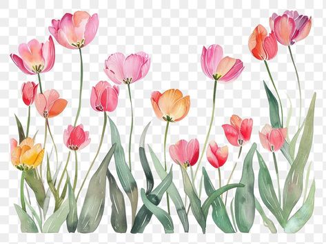 Border Painting, Tulip Border, Tulip Illustration, Tulip Watercolor, Aesthetic Pngs, Beach Phone Wallpaper, Flower Border Png, Wedding Bucket, Flower Tulip