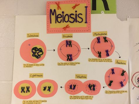 Mitosis Project Ideas, Meiosis Project, Meiosis And Mitosis Project, Mitosis And Meiosis Notes, Stages Of Mitosis, Human Body Diagram, Organization Notes, Biology Projects, School Study Ideas