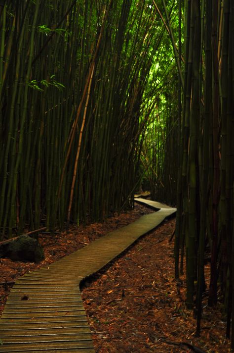 Maui | Flickr - Photo Sharing! Bamboo Jungle, Forest Hike, Outdoor Fire Pit Seating, Hana Highway, Jungle Forest, Fire Pit Seating, Forest Path, Aloha Hawaii, Bamboo Forest