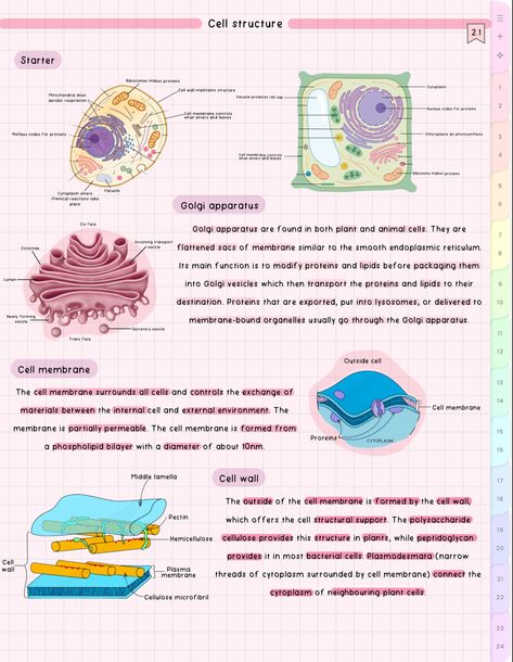 #cute #aesthetic #biology #notes #study #student Biology Cell Notes, Aesthetic Biology Notes, Cell Notes, Aesthetic Biology, Biology Cell, Bio Notes, Biochemistry Notes, Notes Study, Aesthetic School