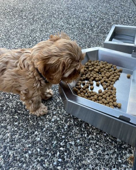 Did you know that stainless steel bowls are the safest option for pets? Our Pet Feeding Stations are easy to clean, removable, dishwasher safe, indestructible & made of high quality stainless steel (grade 304). 🏷 Pet Feeding Station (Standard) 🛒 dkstainless.com.au #dogwater #dogs #pets #dog #pet #petsupplies #petsofinstagram #doglovers #petproducts #petstore #petshop #dogbowl #petstagram #petlovers #puppy #dogbowls #dogstagram #australianmade #petaccessories #doglover #doglife #petcare Pet Feeding Station, Stainless Steel Bowls, Feeding Station, Dog Feeding, Dog Pet, Pet Store, Dog Supplies, Dog Life, Pet Shop