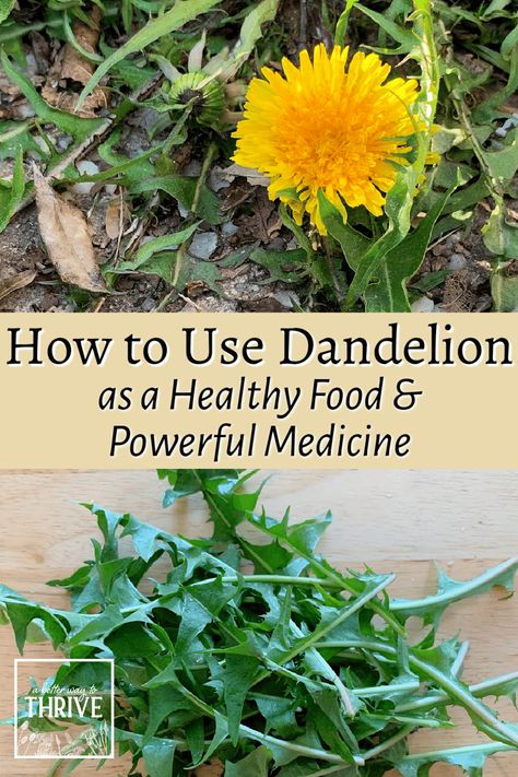 How to Use Dandelion as a Healthy Food & Powerful Medicine Roasting Dandelion Root, Harvesting Dandelion Flower, How To Harvest Dandelion, How To Dry Dandelions For Tea, How To Use Dandelion Flowers, Dandelion Stem Uses, What To Do With Dandelions, Dandelion Root Recipes, Dandelion Leaves Recipe