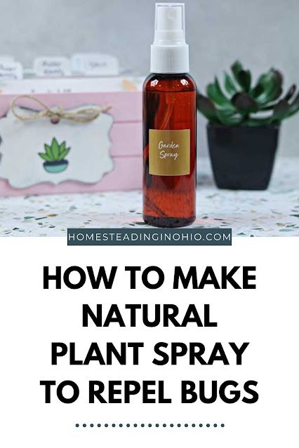 <br>How to make a homemade plant insecticide. This DIY plant sray with essential oils repels bugs for pest control. Use a plnt spray for indoor plants or outdoor plants. It's easy to make with 2 ingredients. Use a natural plant bug spray to repel several types of bugs with essential oils. Use your plant spray for your vegetable garden, flowers, or indoor plants to repel bugs naturally. This uses lemongrass essential oil for an essential oil plant spray for bugs. Essential Oil Plant Spray For Bugs, Essential Oil Plant Spray, Plant Spray For Bugs, Diy Plant Spray Pest Control, Plants To Repel Bugs, Ants Repellent Diy, Essential Oils Ants, Homemade Bug Repellent, Repellent Diy