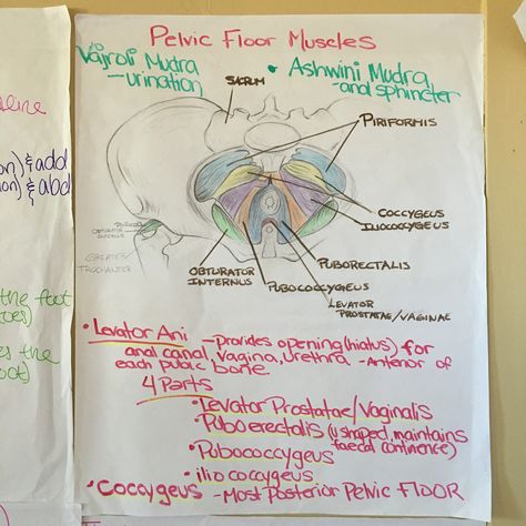 Pelvic floor muscles (yoga). Pubococcygeus is the one engaged in mula bandha. Throat Chakra Yoga Poses, Throat Chakra Yoga Flow, Manipura Chakra Yoga, Mula Bandha, Mooladhara Chakra, Muladhara Chakra Yoga, Muladhara Chakra, Pelvic Floor Muscles, Pelvic Floor