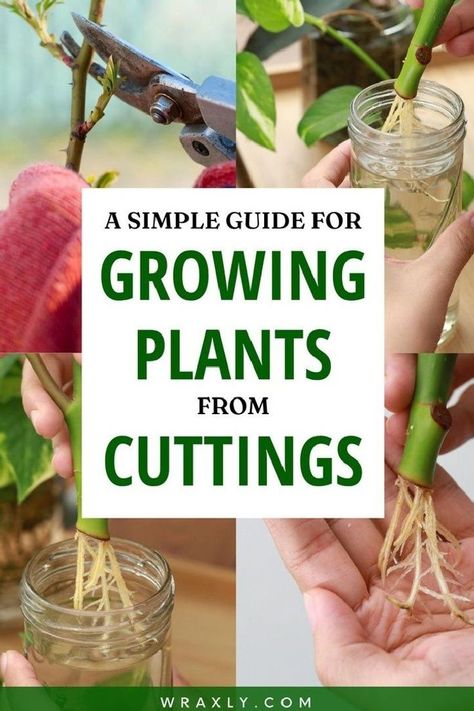 Propagating Plants From Cuttings, Plants From Cuttings, Garden Growing, Planting Ideas, Plant Propagation, Growing Plants Indoors, New Roots, Starter Plants, Creative Gardening