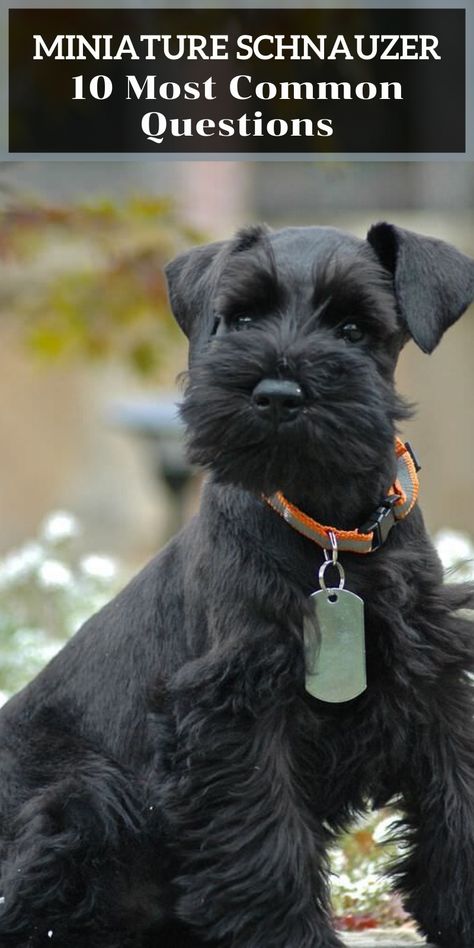 Brown Miniature Schnauzer, Snoozer Dog, Schnauzers Miniature, Mini Snauzer, Schnauzer Puppy Cut, Miniature Schnauzer Haircut Hairstyles, Black Miniature Schnauzer, Schnauzer Puppies, Miniature Schnauzer Grooming