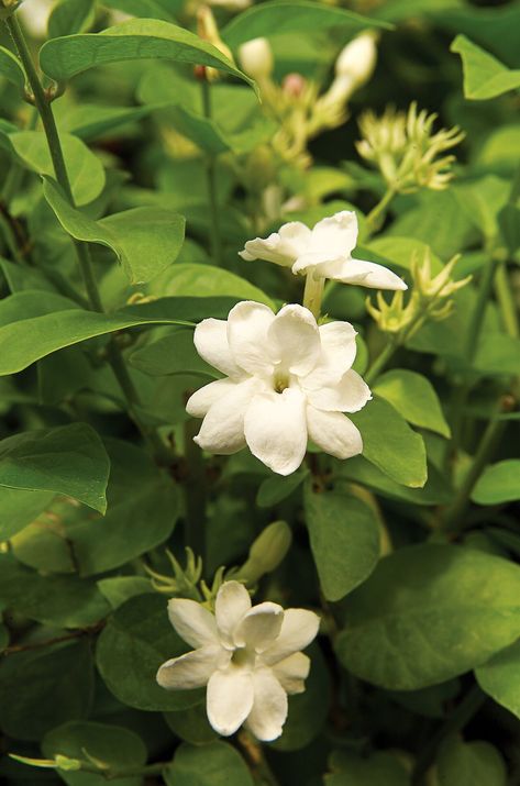 Best Smelling Flowers, Arabian Jasmine, Sweet Smelling Flowers, Citrus Plant, Scented Geranium, Growing Vines, Jasmine Plant, Acid Loving Plants, Jasmine Flowers