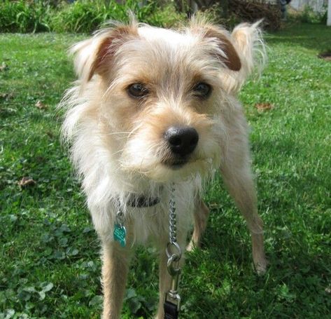 List of Chihuahua Mixes with Pictures Chug Dog, Chihuahua Mix Puppies, Chi Dog, Chihuahua Terrier Mix, Wire Haired Terrier, Wirehaired Fox Terrier, Chihuahua Terrier, Terrier Rescue, Patterdale Terrier