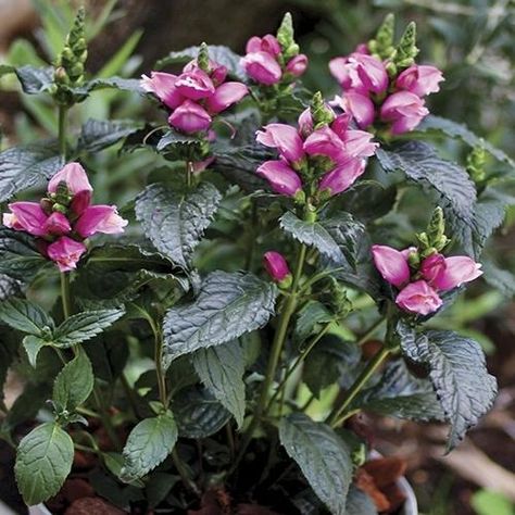 Turtlehead (Chelone lyonii 'Tiny Tortuga') - credit: Santa Rosa Gardens Clay Plants, Bee Friendly, Perennial Garden, Perennial Plants, Garden Accessories, Shade Garden, Native Plants, Horticulture, Container Gardening