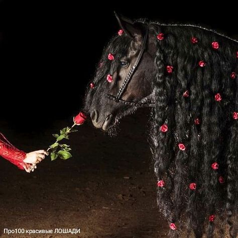 Waffle Photoshoot, Wedding Horses, Frisian Horse, Horse Hair Braiding, Horsey Life, Horse Braiding, Rare Horses, Horse Wedding, Aesthetic Roses