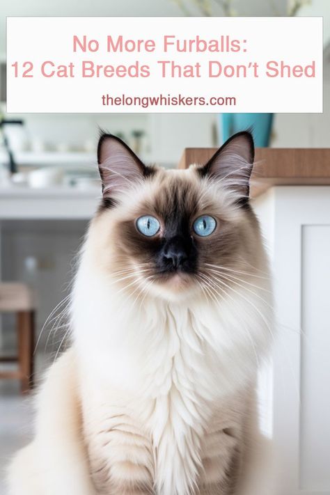 Balinese cat Cats That Dont Shed, Turmeric Health, Cute Cat Face, Cat Shedding, What Cat, Health Planner, Organic Health, Cat Face, Cat Bed