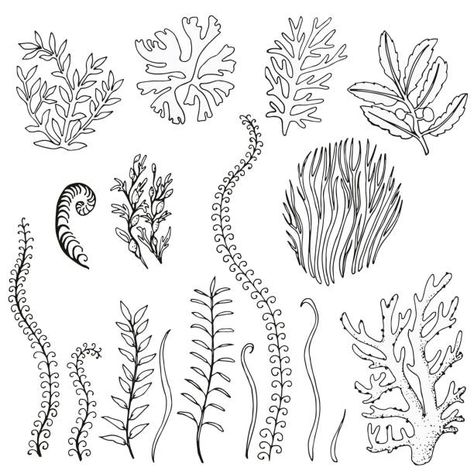 Choose from Kelp Forest Drawing stock illustrations from iStock. Find high-quality royalty-free vector images that you won't find anywhere else. Coral Reef Drawing, Coral Drawing, Ocean Drawing, Forest Drawing, Sea Plants, Kelp Forest, Diy Journal Books, Free Vector Graphics, Ocean Art