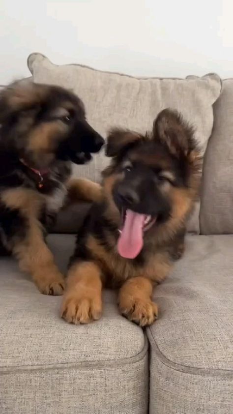 Source by maryware3211 Dogs German Shepherd, Baby German Shepherds, Ewolucje Eevee, German Sheperd Dogs, German Shepherd Breeds, Cute German Shepherd Puppies, Shepherd Dog Breeds, Videos Quotes, Akita Dog