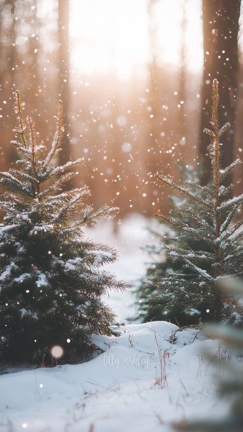 Snow Background Aesthetic, Snowy Trees Wallpaper, Winter Forest Aesthetic, Forest Phone Wallpaper, Phone Wallpapers Christmas, Notion Christmas, Christmas Screensaver, Snowy Aesthetic, Nature Quotes Trees