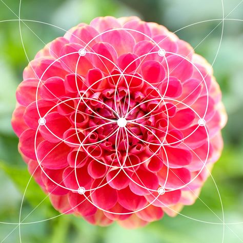 Fibonacci Numbers and the Golden Ratio Diploma Course - Centre of ... Nature Fibonacci, Golden Ratio In Nature, Fibonacci In Nature, Fibonacci Pattern, Fibonacci Sequence In Nature, Fibonacci Art, Maths In Nature, Fractals In Nature, Spirals In Nature