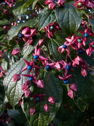 Berry Plants, Fragrant Plant, Garden Shrubs, Gardening Advice, Plant List, Back Gardens, Fragrant Flowers, Back Garden, Plant Gifts