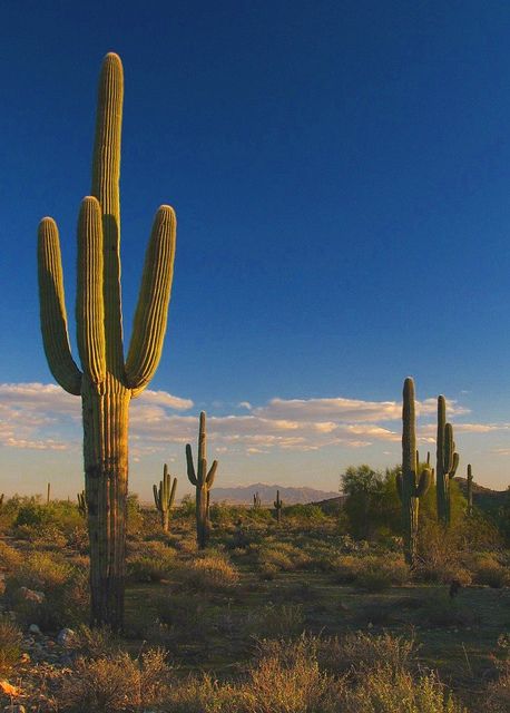 Saguaro cactus & sunset view of White Tank Mountain Regional Park, Arizona.  Photo: Terry.Tyson via Flickr White Tanks, Cactus Sunset, Desert Aesthetic, Arizona Cactus, Visit Arizona, Sunset Light, Desert Dream, Desert Life, Mountain Nature