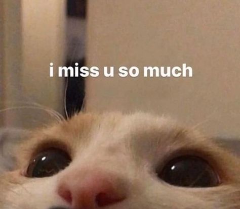 Miss U Quotes, I Miss You Cute, I Miss You Text, Miss You Text, Miss My Boyfriend, I Just Miss You, I Miss You Quotes For Him, Missing You Quotes For Him, Cat Crying