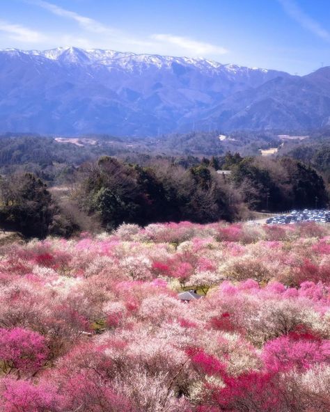 Aren’t these colors brilliant? 🌸🙌 The pretty pink plum blossoms arrive before sakura cherry blossoms, between the end of February and the end of March in the Bairin Koen (Plum Grove Park) in Inabe City Nogyokoen (agricultural park), Mie Prefecture. These vivid trees make an excellent foreground to the vast mountain range in the background, [...] The post Visit Japan: Aren’t these colors brilliant? The pretty pink plum blossoms arrive before saku… appeared first on Alo Japan. Cherry Blossom Grove, Japan Tourism, Plum Blossoms, Japan Photography, Japanese Landscape, Sakura Cherry Blossom, Japan Culture, Visit Japan, Japan Photo